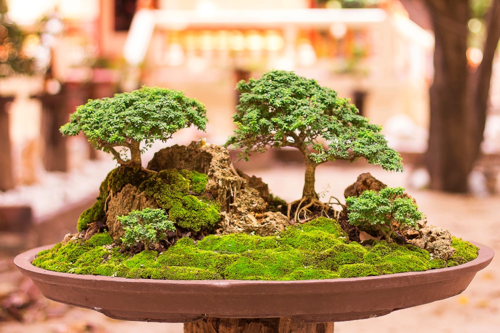 Historia i pielęgnacja drzewka bonsai – poradnik